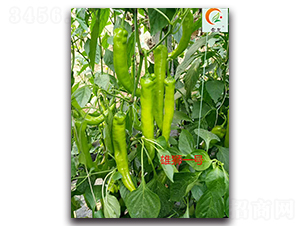 �۪{һ̖(h��o)-�����N��-ʢ���N�I(y��)