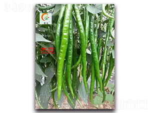 �ܿ�-�����N��-ʢ���N�I(y��)