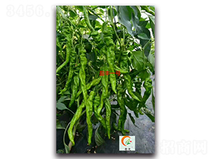 ӯ�Sһ̖-�����N��-ʢ���N�I(y��)