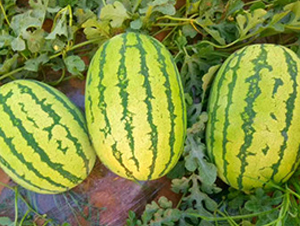 WA11-���ϷN��-�G�x�N�I(y��)