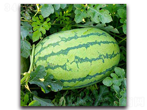 WA10-���ϷN��-�G�x�N�I(y��)