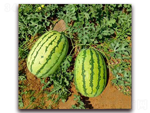 WA09-���ϷN��-�G�x�N�I(y��)