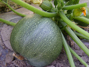 SA09-�����J�N��-�G�x�N�I(y��)