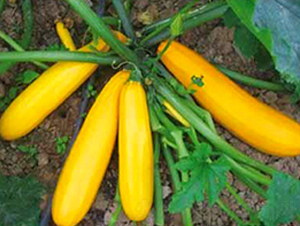 SA04-�����J�N��-�G�x�N�I(y��)