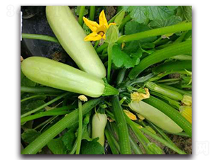 SA02-�����J�N��-�G�x�N�I(y��)