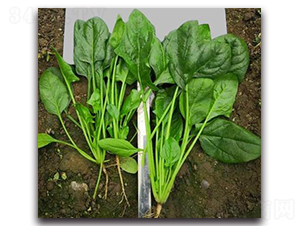 708-���˷N��-�G�x�N�I(y��)