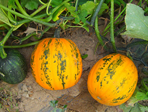 PA11-�ϹϷN��-�G�x�N�I(y��)