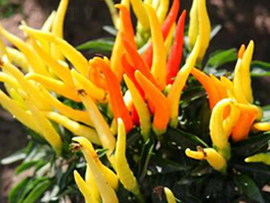 PA19-�����N��-�G�x�N�I(y��)