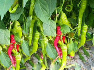 PA15-�����N��-�G�x�N�I(y��)