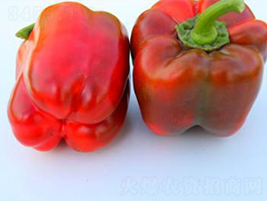 PA02-�����N��-�G�x�N�I(y��)