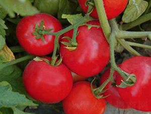 TM194-���ѷN��-�G�x�N�I(y��)