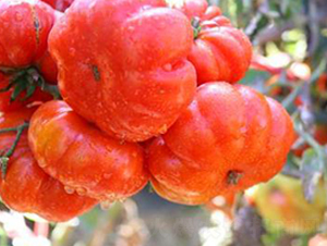 TM193-���ѷN��-�G�x�N�I(y��)