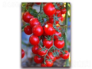 TM808-���ѷN��-�G�x�N�I(y��)