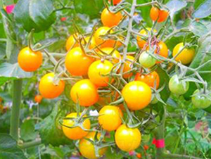 TA02-���ѷN��-�G�x�N�I(y��)