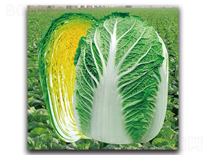 ���}����-�ײ˷N��-���}�r(n��ng)�I(y��)