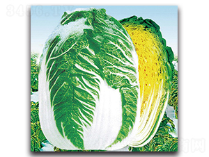 ���}����-�ײ˷N��-���}�r(n��ng)�I(y��)