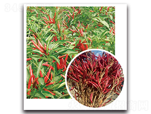 ����5̖-�����N��-���}�r(n��ng)�I(y��)