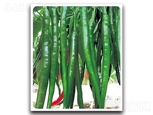 �ھ�8̖-�����N��-���}�r(n��ng)�I(y��)