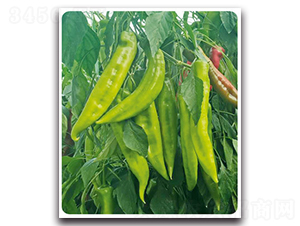 ����-�����N��-���}�r(n��ng)�I(y��)