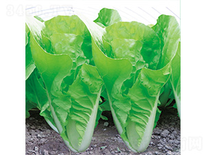 �֠����3̖(h��o)-��˷N��-�֠��r(n��ng)�I(y��)