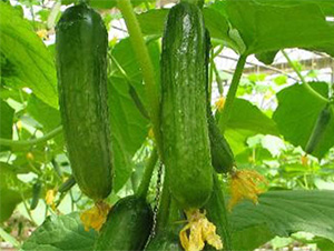 ��ِ��2̖936-�S�ϷN��-���S�r�I(y��)