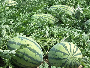 CRIMSONBOY-���ϷN��-���S�r(n��ng)�I(y��)