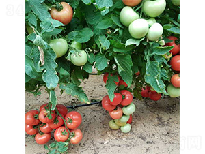 ���S005-���ѷN��-���S�r(n��ng)�I(y��)