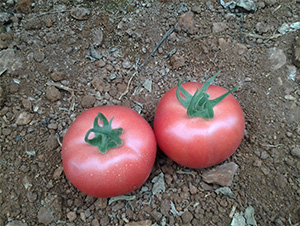 ���S004-���ѷN��-���S�r(n��ng)�I(y��)