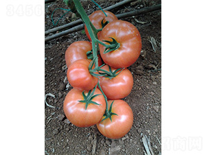 ���S001-���ѷN��-���S�r(n��ng)�I(y��)