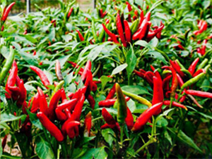 JETHOT162-�����N��-���S�r(n��ng)�I(y��)