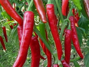 ���˽�166-�����N��-���S�r(n��ng)�I(y��)