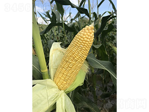 1076-���׷N��-���S�r(n��ng)�I(y��)