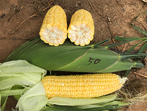 �S��50-���׷N��-���S�r(n��ng)�I(y��)