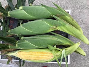 ����78-���׷N��-���S�r(n��ng)�I(y��)