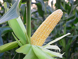 ����5̖(h��o)-���׷N��-���S�r(n��ng)�I(y��)