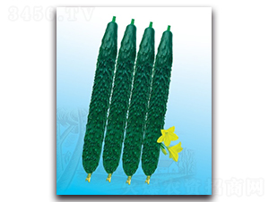 �ď�56�S��-�S�ϷN��-����N�I(y��)