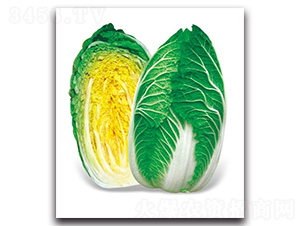 ������-��ײ˷N��-����N�I(y��)