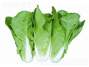 ���6̖-��ײ˷N��-����N�I(y��)