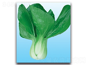 ����-�๣�˷N��-����N�I(y��)