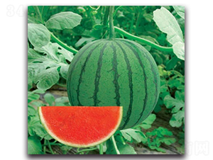 ����-���ϷN��-����N�I(y��)