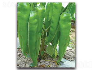 ���轷��-�����N��-����N�I(y��)