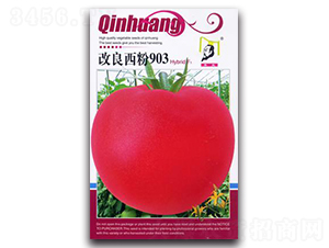 ��������903F1-���ѷN��-�ػ�