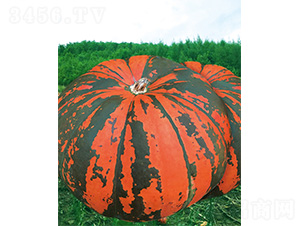 �M�}117-�ϹϷN��-����