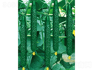 ��DV-35-�S�ϷN��-����