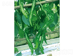 �׽���̖(h��o)-�����N��-����