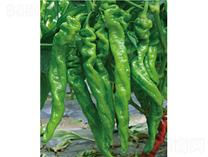 �׽���̖(h��o)-�����N��-����