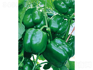 �׽�231-�����N��-����