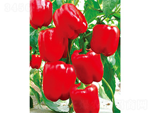 �t�D-�����N��-����