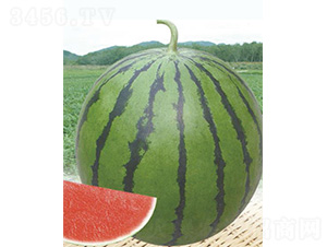 ������̖-���ϷN��-����