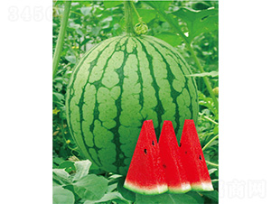 ����С�t-���ϷN��-����